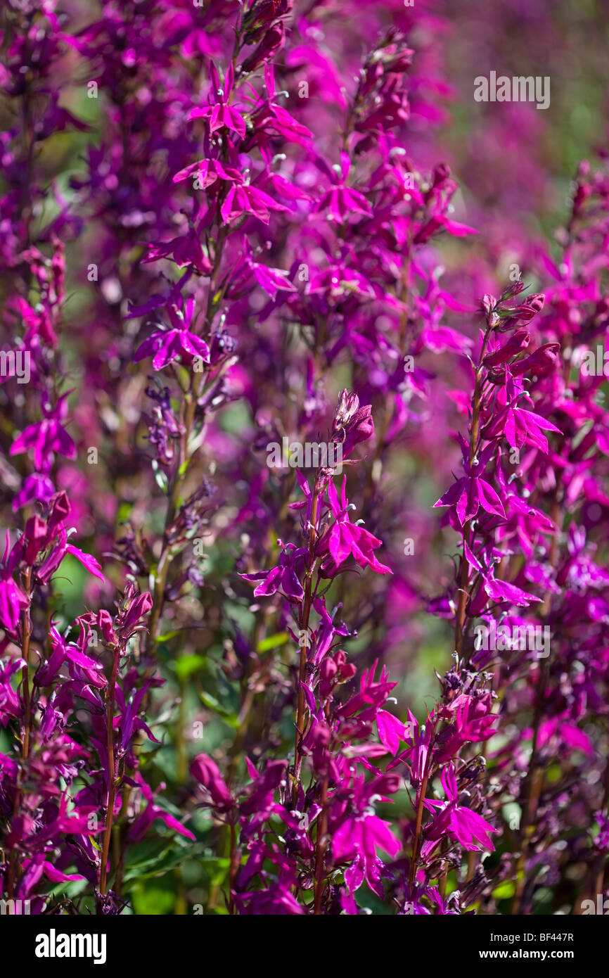 Lebendige Magenta gefärbt Lobelia Speciosa ' Tania Stockfoto