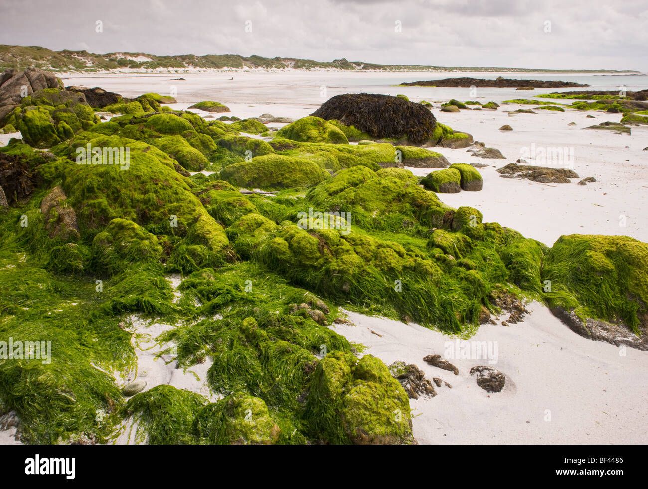Sandstrand mit Algen bedeckten Felsen am Balranald, auf West Küste von North Uist, äußeren Hebriden, Schottland Stockfoto