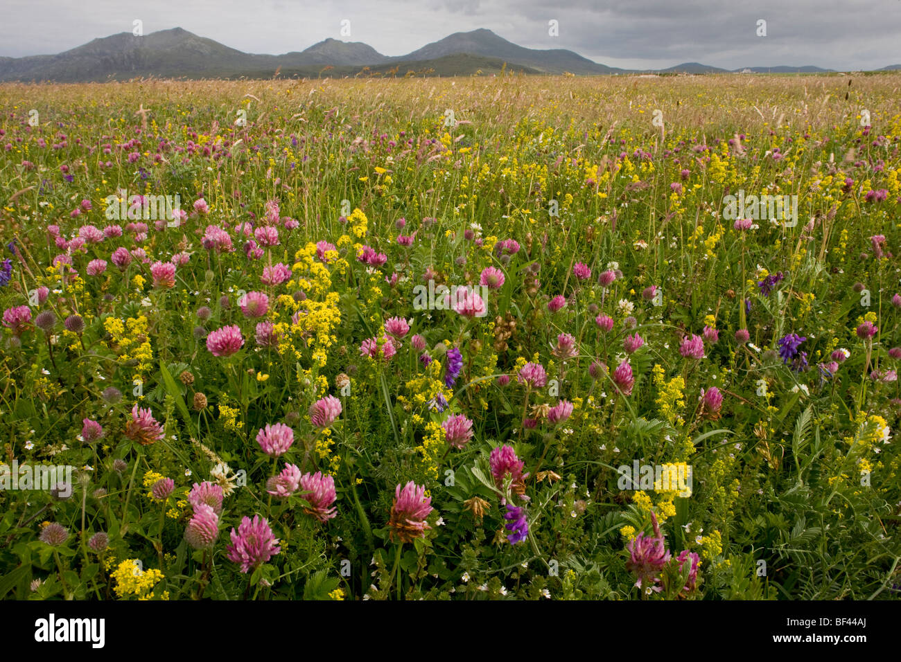 Intensiv blumig Machair mit weiß-Klee, Rotklee Damen Labkraut, Self-heal South Uist, äußeren Hebriden, Schottland Stockfoto