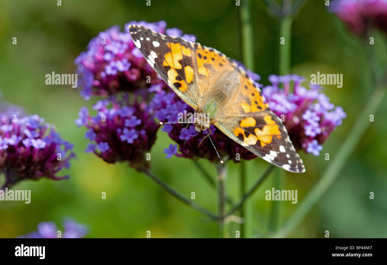 Distelfalter Schmetterling auf Eisenkraut Stockfoto