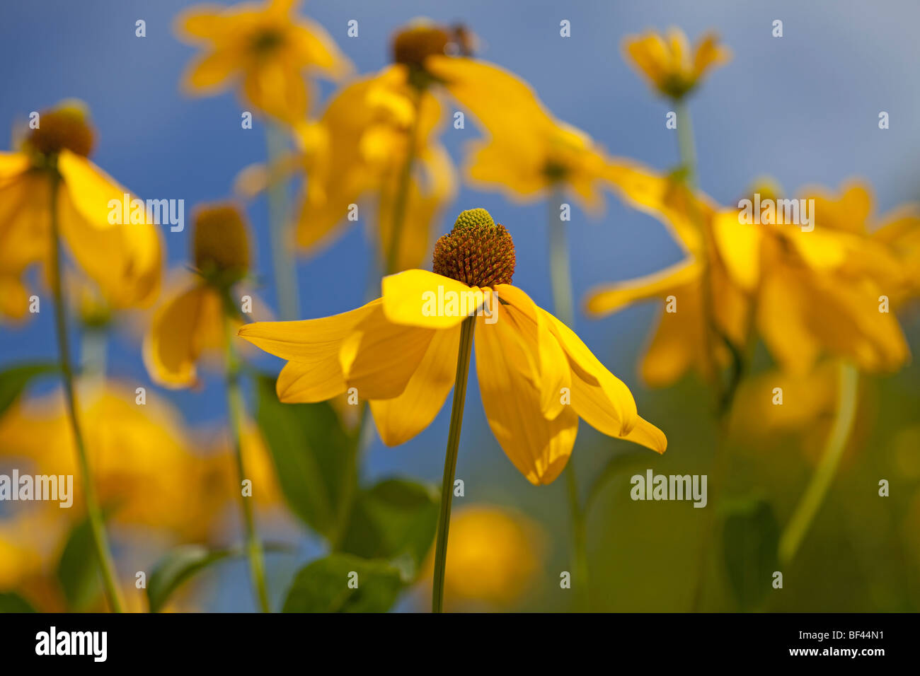 Sommer-Rand des lebhaften gelben Rudbeckia Nitida Herbstonne gegen einen blauen Sommerhimmel Stockfoto