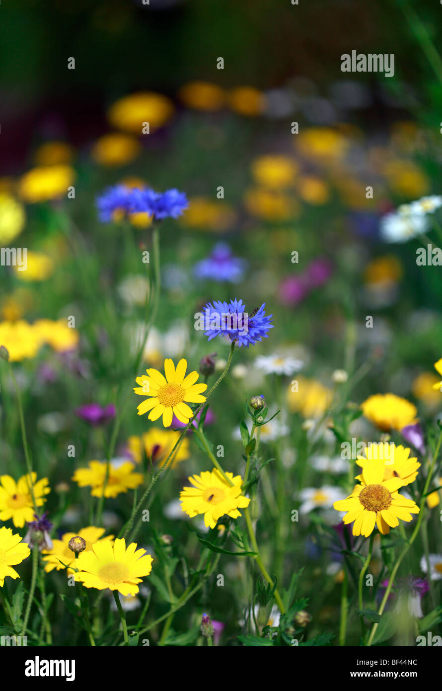 Eingebürgert, Pflanzung von Wildblumen, Kornblumen & Mais Ringelblumen Stockfoto