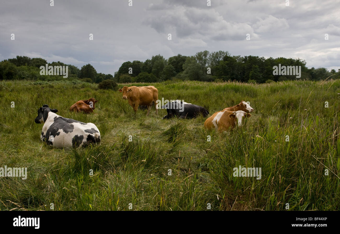 Vieh Markt Weston Moor Naturschutzgebiet, Suffolk. Stockfoto