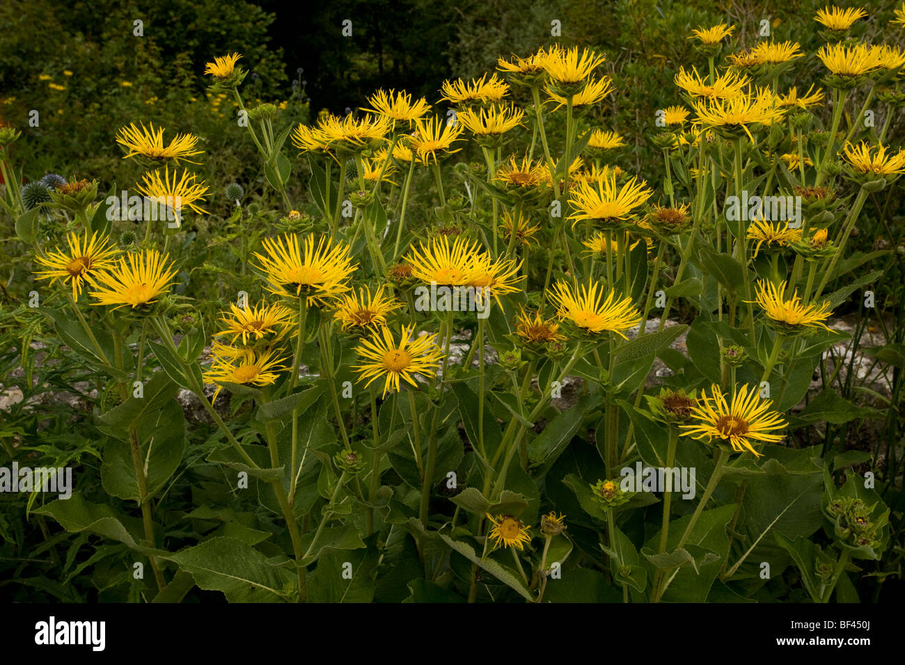 Alant, Inula Helenium, wächst im Garten; als Heil-und Zierpflanze verwendet. Dorset. Stockfoto