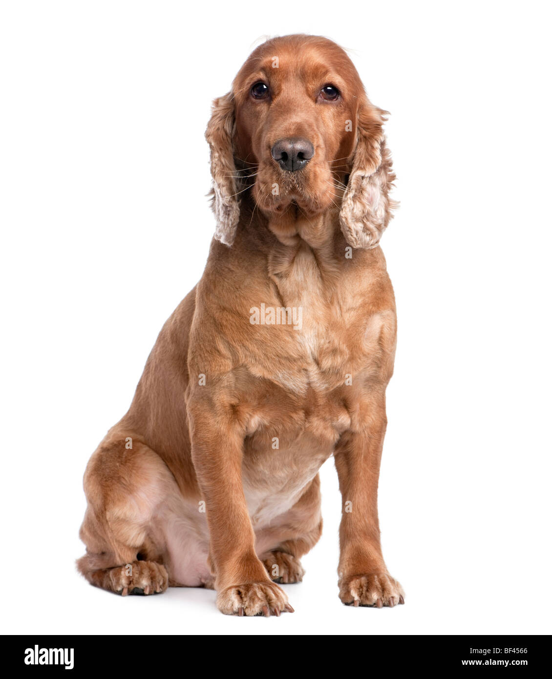 Cocker Spaniel, 3 Jahre alt, sitzt vor einem weißen Hintergrund, Studio gedreht Stockfoto