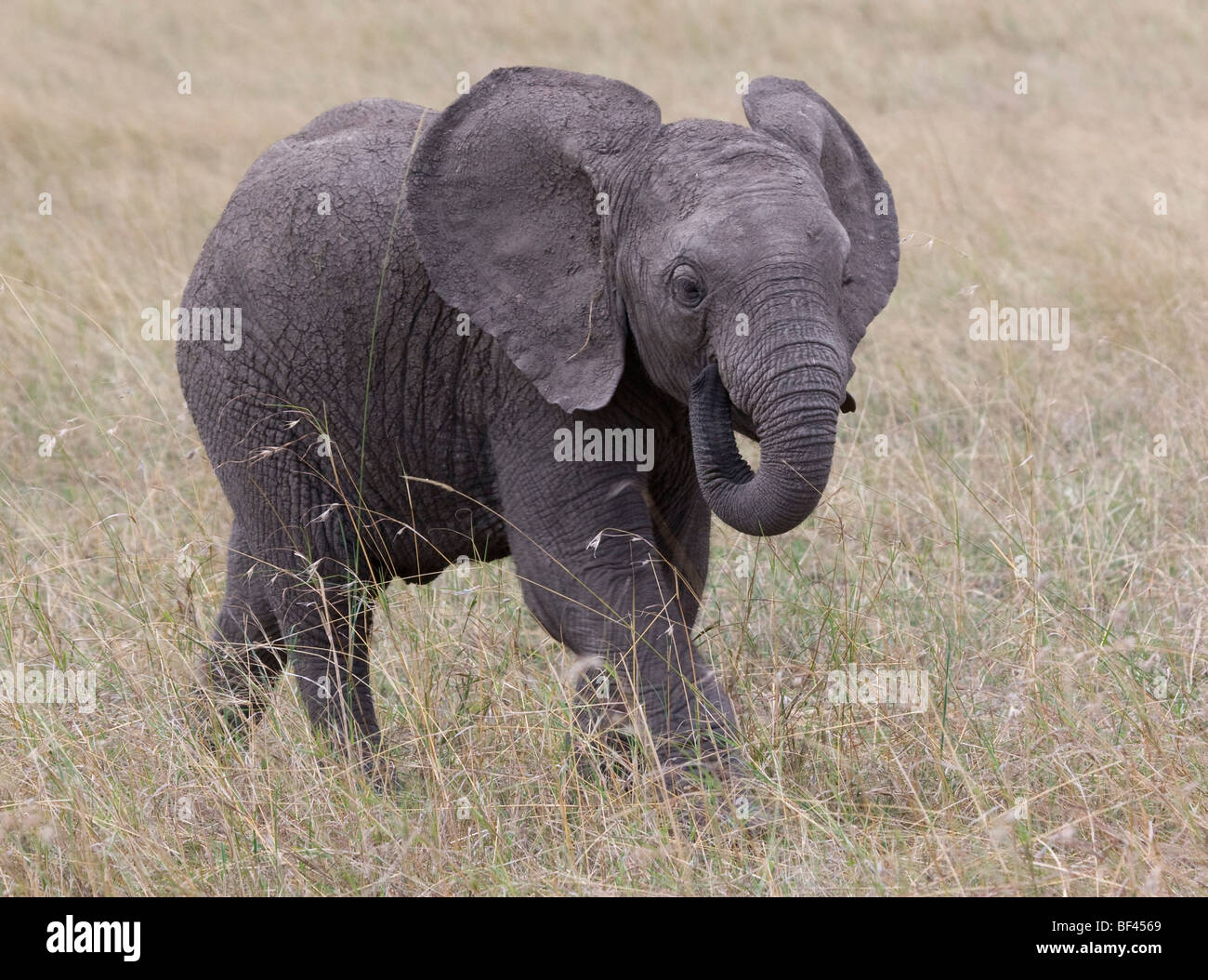 Junge Elefanten füttern Stockfoto
