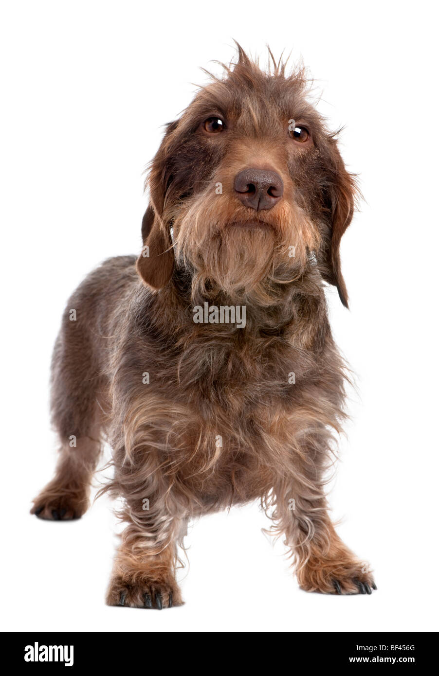 Braun Wire-haired Dackel, 3 Jahre alt, vor einem weißen Hintergrund, Studio gedreht Stockfoto