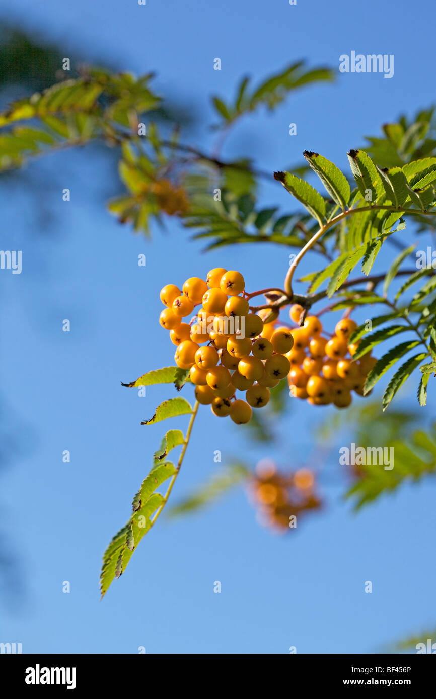 Vogelbeere - Sorbus "Sunshine" vor einem tiefblauen Himmel gelb Stockfoto