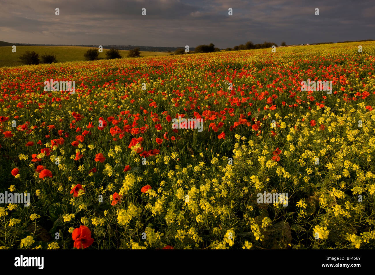 Schönen Feld Feld Mohnblumen Papaver Rhoeas und Rüben auf den Dorset Downs zu blühen im September. Fontmell nach unten, Dorset. Stockfoto