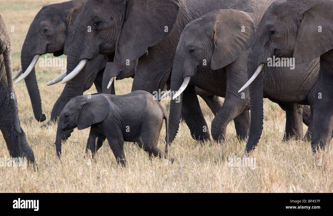 Baby-Elefant und Herde Stockfoto