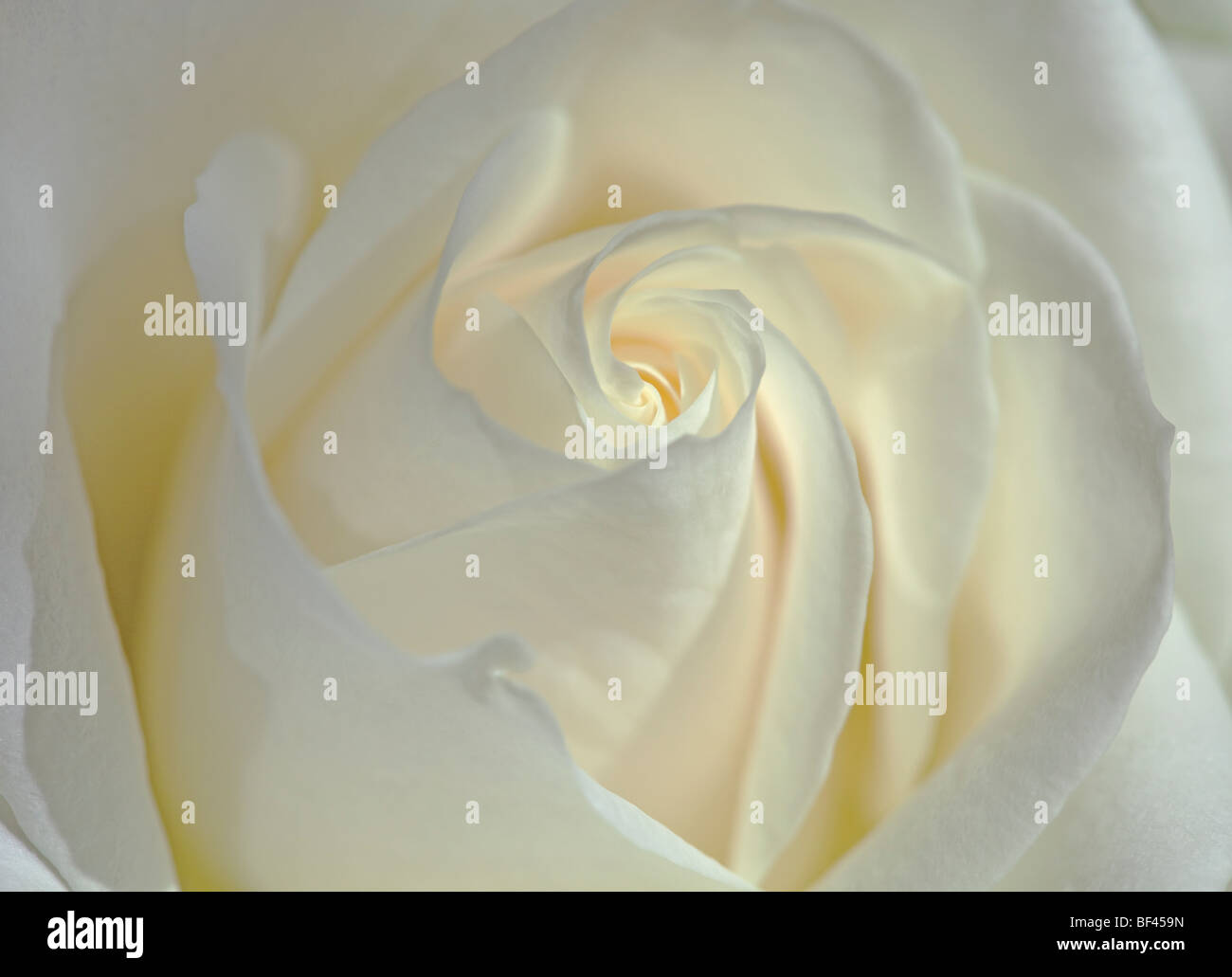 Eine feine cremige weiße Rose Nahaufnahme Rahmen füllen Stockfoto