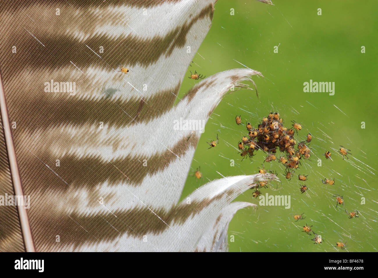 Kreuzspinne (Araneus Diadematus) Jungspinnen an Bussard Feder Stockfoto