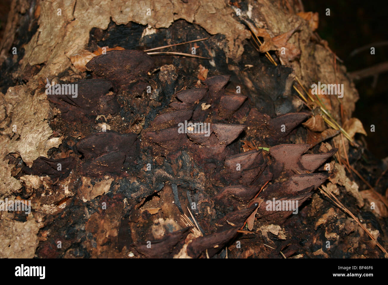 Pilze wachsen auf verfallenden Baum Stockfoto