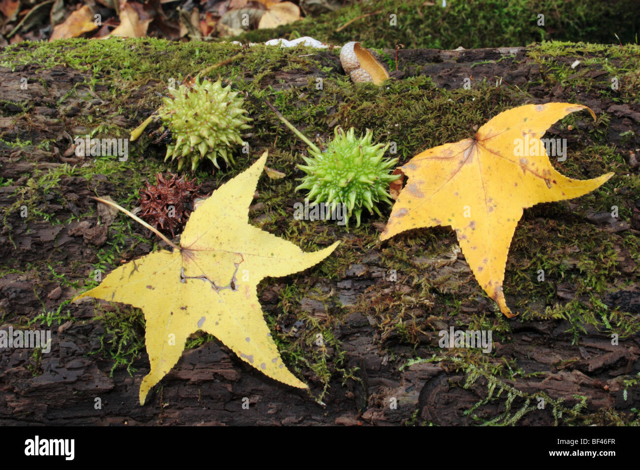 Amberbaum (Liquidambar Styracuflus) Blätter und Früchte. Die grüne Frucht  wird mit zunehmendem Alter dunkler. Osten der Vereinigten Staaten Laubbaum  Stockfotografie - Alamy