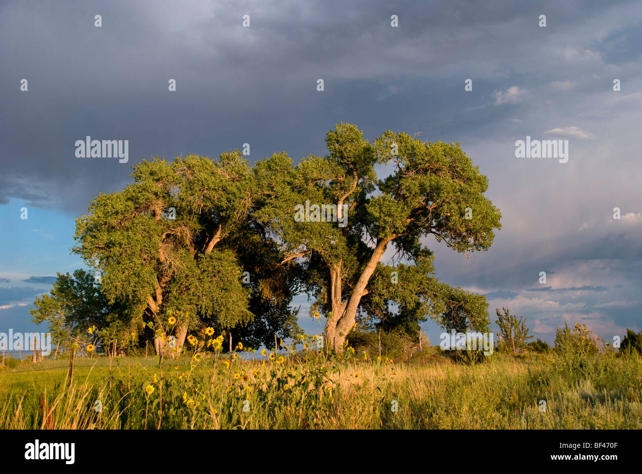 Fröhliche Sonnenblumen bei Sonnenuntergang sind im Gegensatz zum drohenden Wolken bilden über riesige Pappeln in Punta de Agua, New Mexico Stockfoto