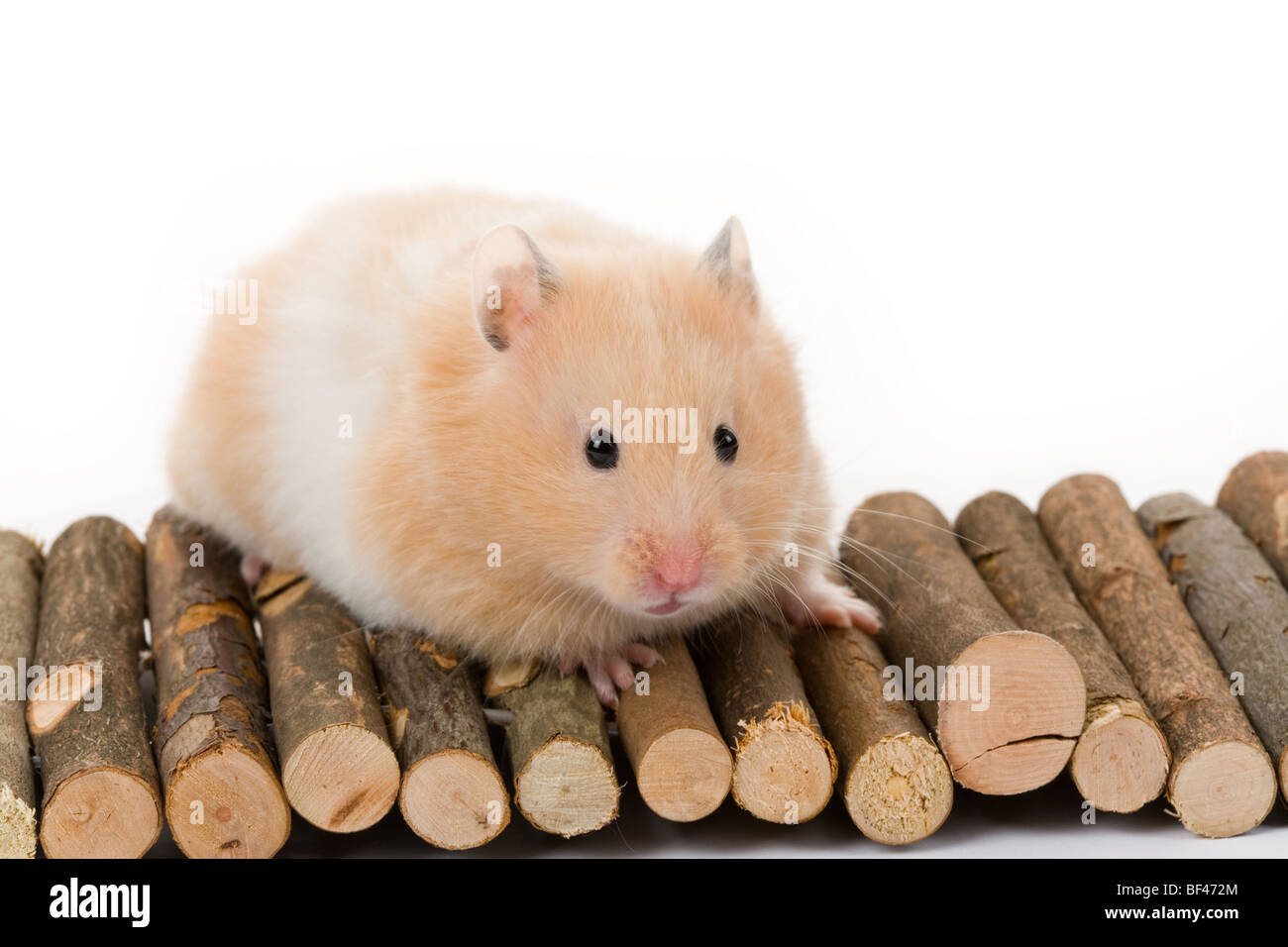 Teddybär Hamster mit weißem Hintergrund Stockfoto