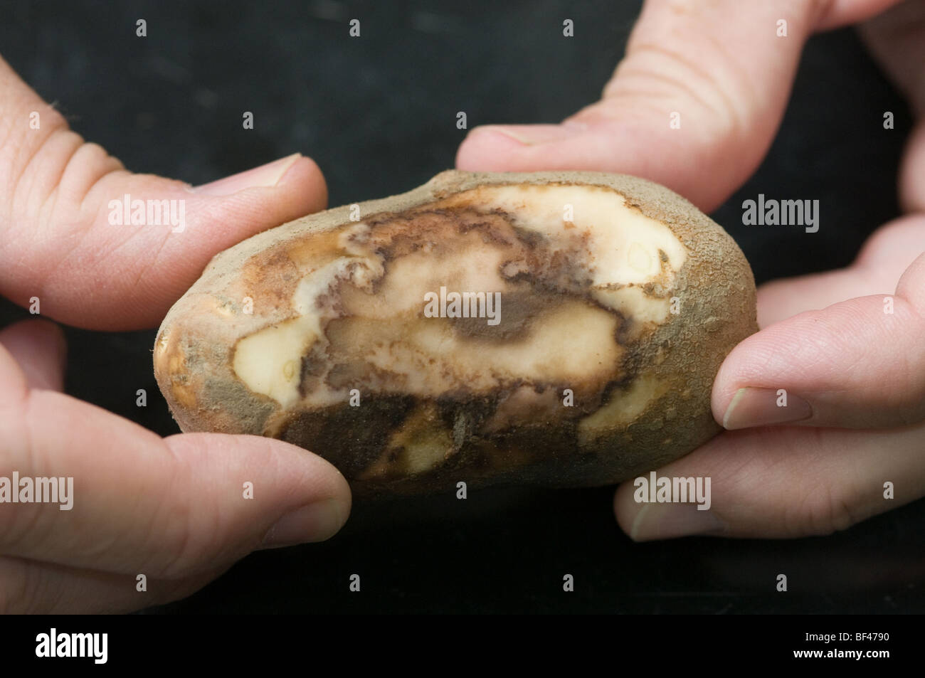 Knollenfäule in Kartoffeln Stockfoto