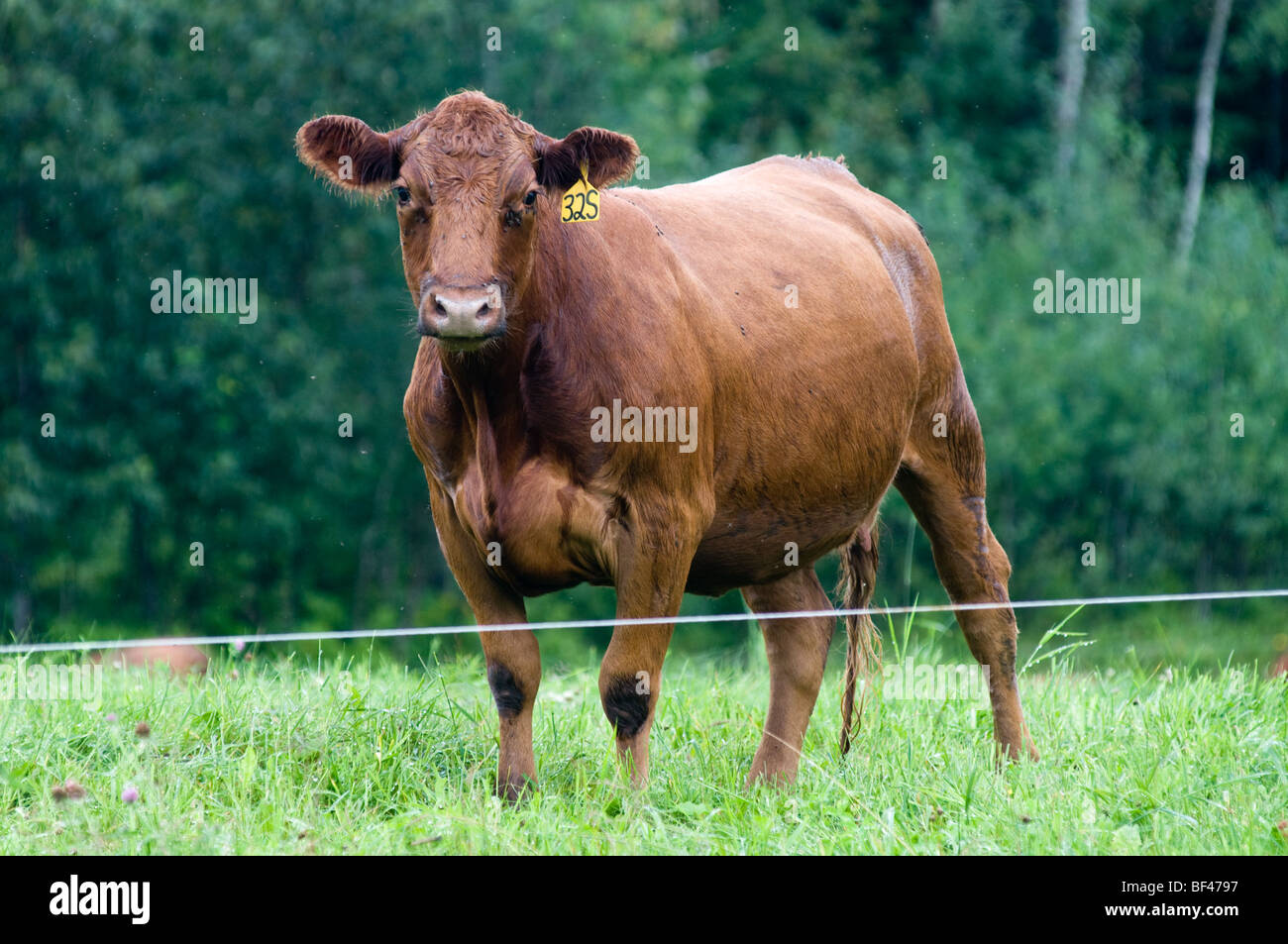 rote Angus Kuh auf der Weide. Fort Kent mich Stockfoto