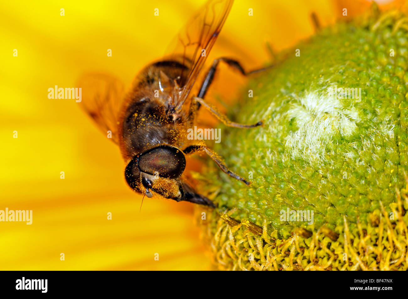 Hoverfly Fütterung füttern Getränk trinken Nektar Pollen Bestäubung Bestäubung einzelne einsame eine Blume Blüte Blüte Stockfoto