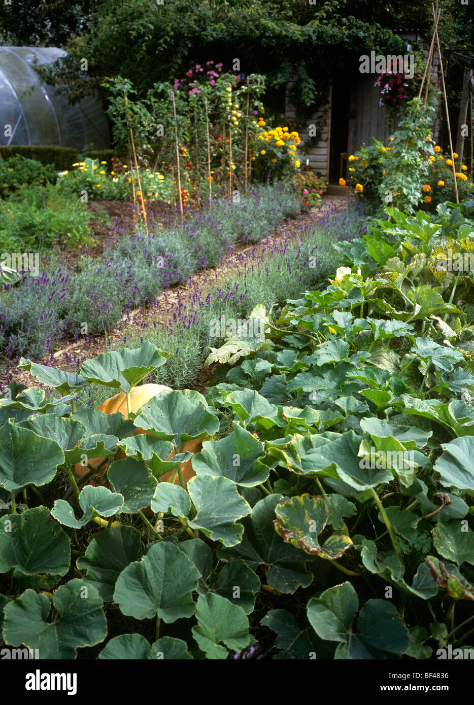 Großbritannien, England, Rutland, Exton, Barnsdale Garten, Lavendel Grenze Weg, neben Zucchini Pflanzen Stockfoto