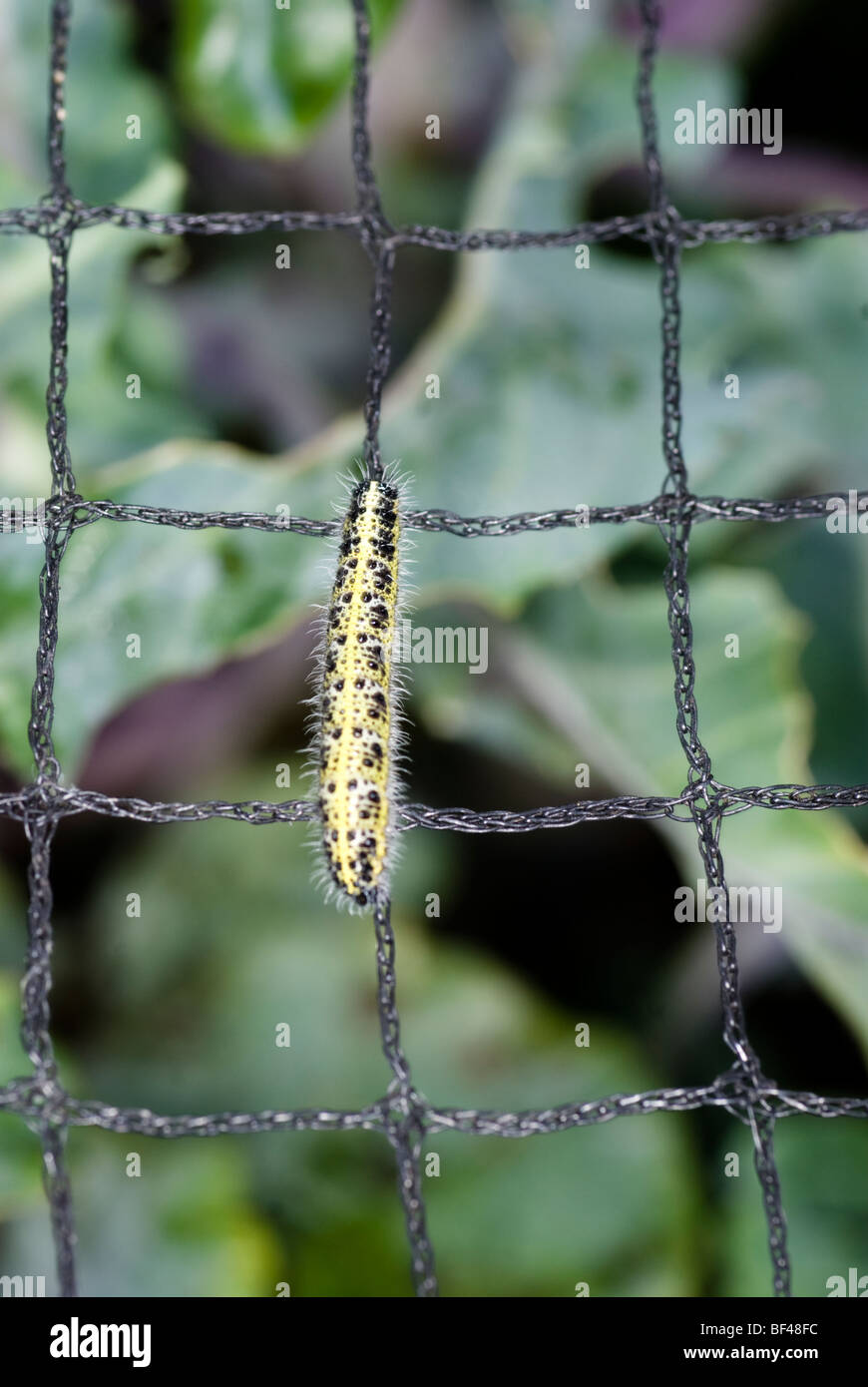 Caterpillar-Larven von der großen weißen Schmetterling kriecht auf eine schützende Garten net Stockfoto