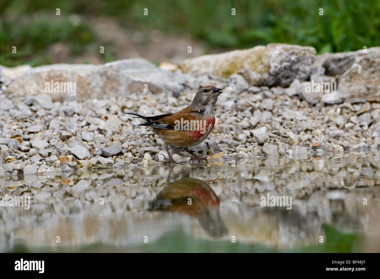 Gemeinsame Reflexion der Hänfling (Zuchtjahr Cannabina) des Vogels im pool Stockfoto