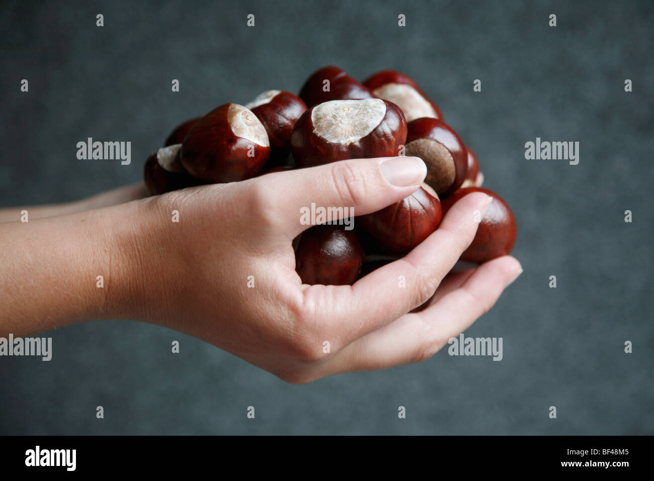 Hände halten Conkers oder Rosskastanien Stockfoto