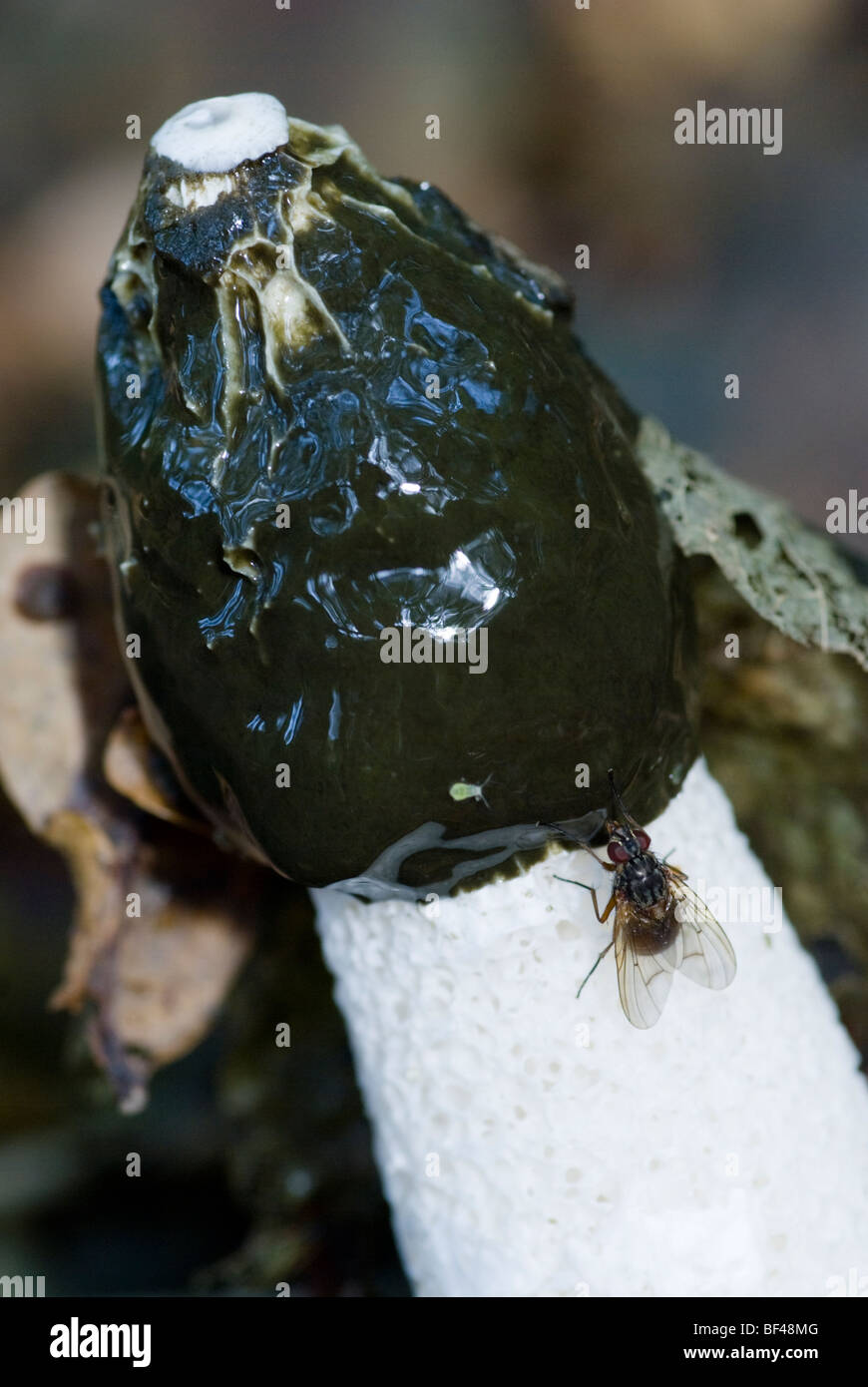 Der gemeinsame Pilz Stinkmorchel (Phallus Impudicus) fliegt der Geruch zieht abgegeben. Stockfoto