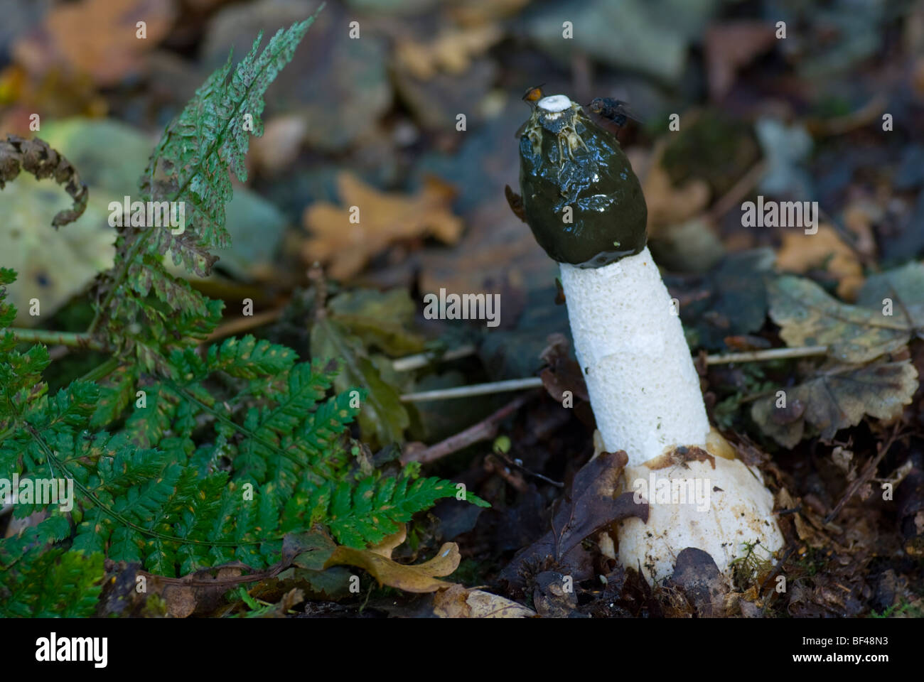 Der gemeinsame Pilz Stinkmorchel (Phallus Impudicus) Stockfoto