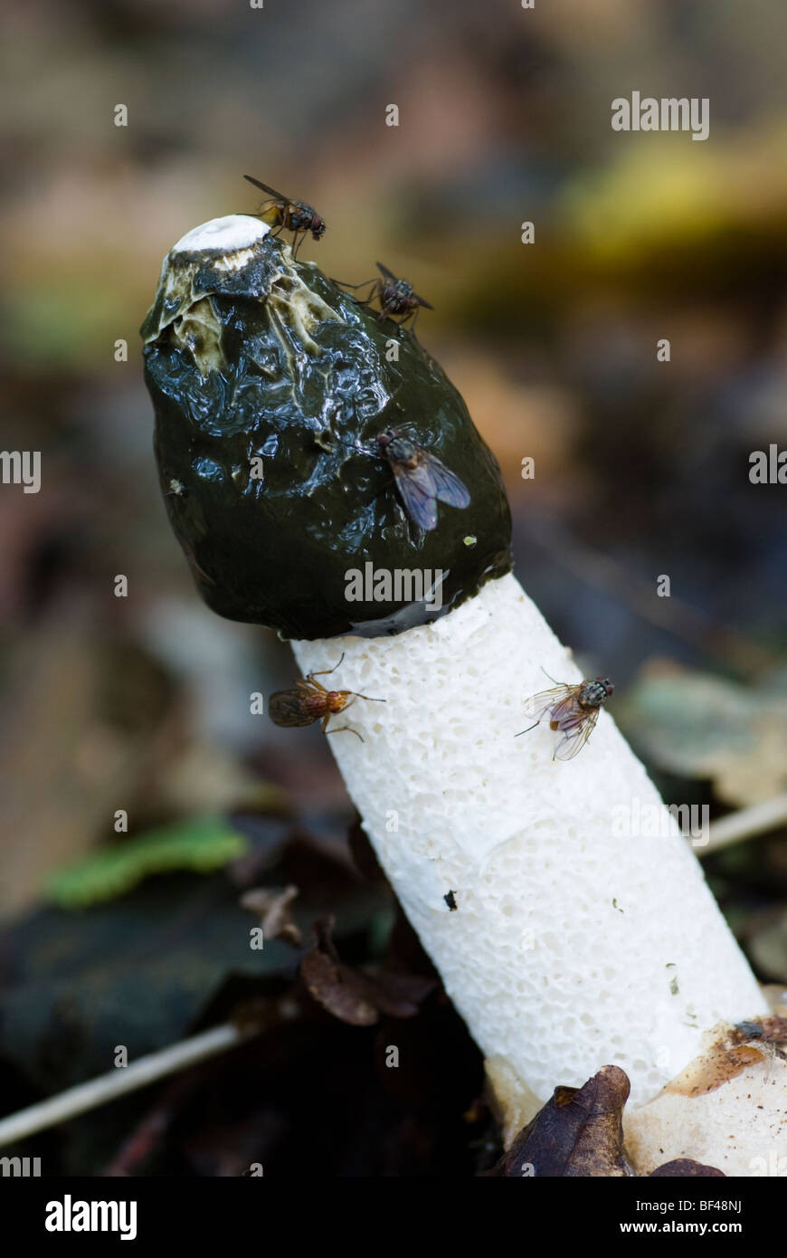 Der gemeinsame Pilz Stinkmorchel (Phallus Impudicus) fliegt der Geruch
