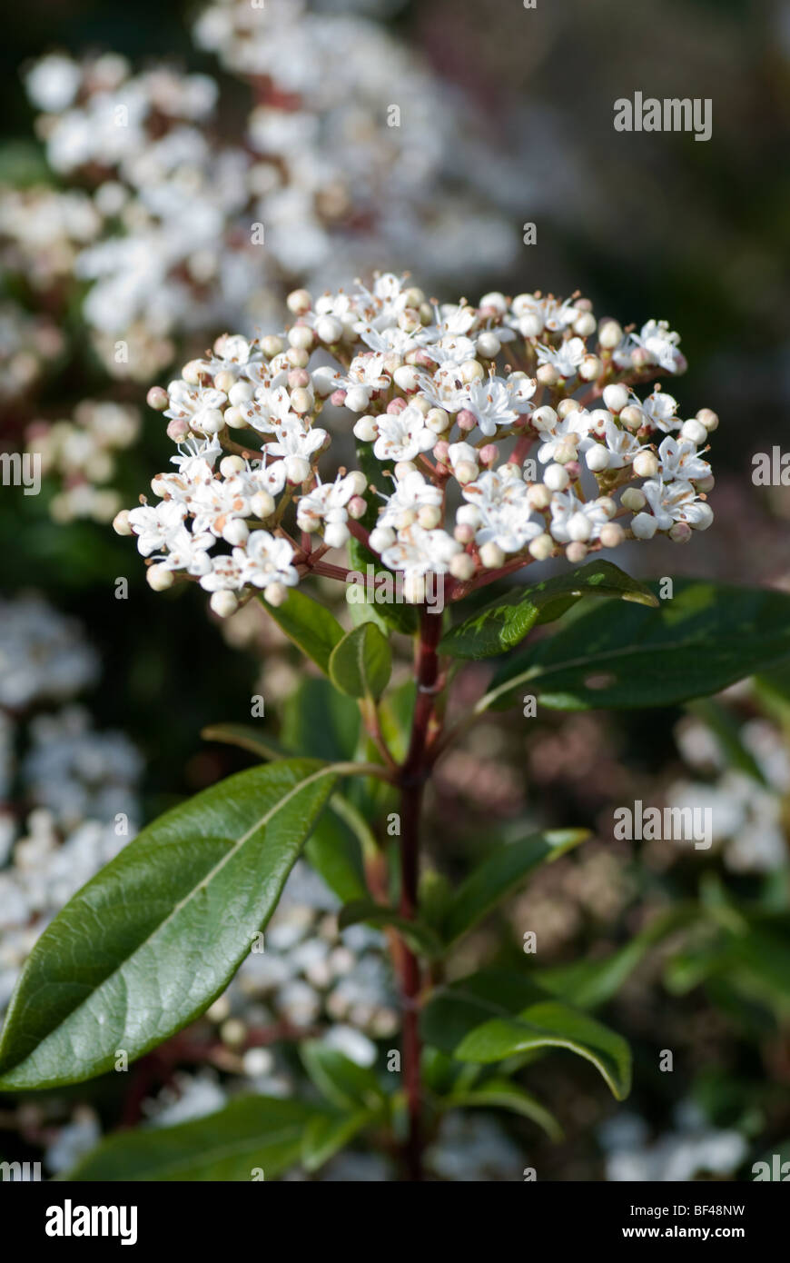 Viburnum Tinus, dichten, buschigen Strauch mit Mitte bis dunkelgrünen