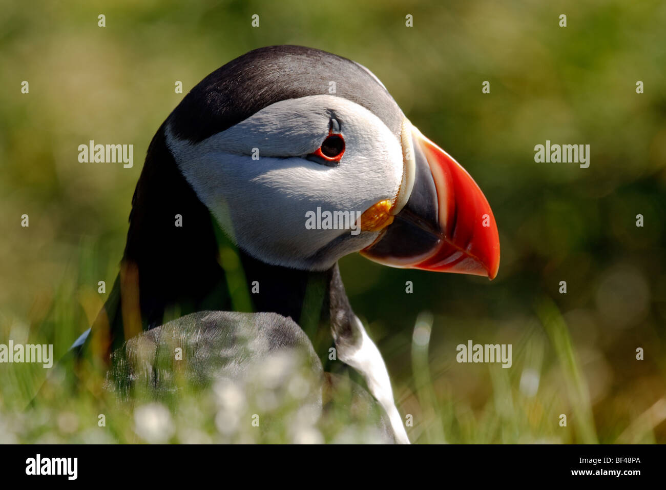 Papageientaucher in Shetland-Inseln Stockfoto