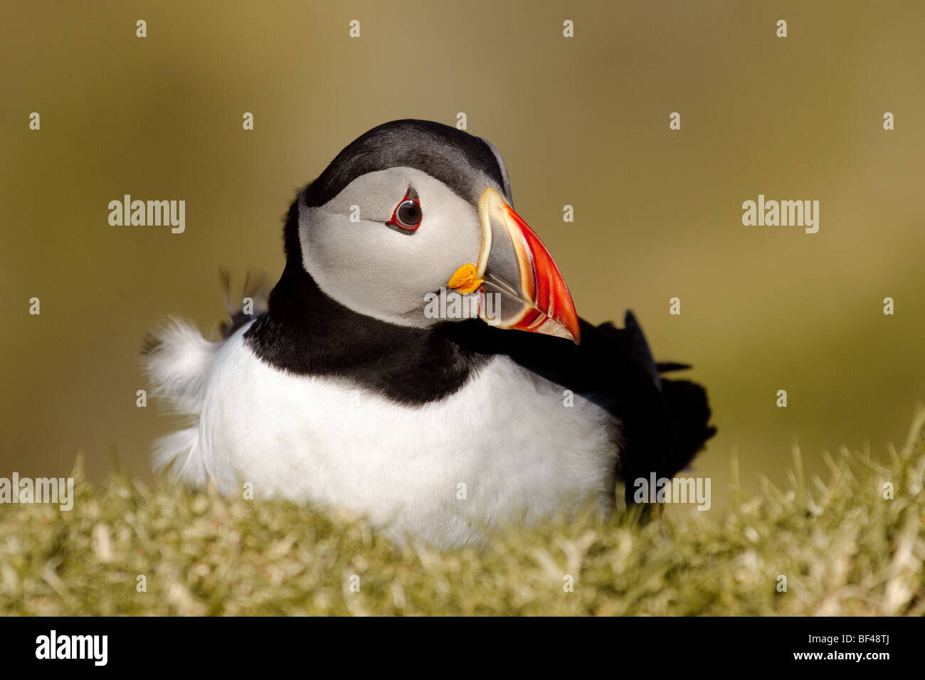 Papageientaucher in Shetland-Inseln Stockfoto