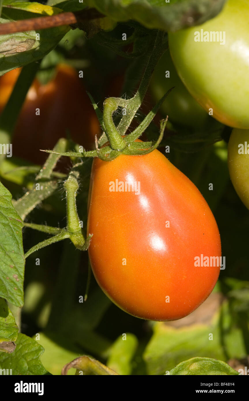 Tomaten Stockfoto