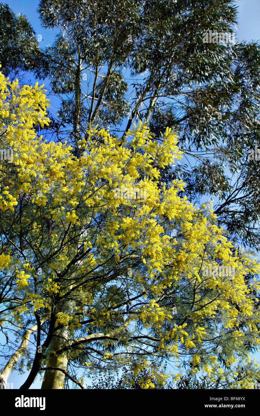 Acacia Dealbata Subalpina mit Eukalyptus Coccifera am RHS Garden
