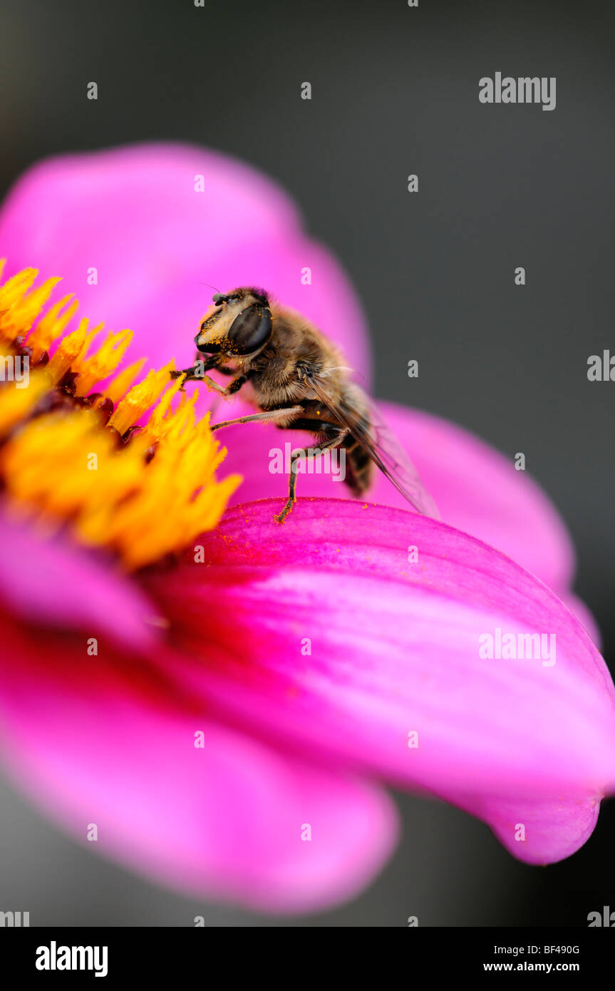 Hoverfly Fütterung Futter Getränk trinken Nektar Pollen bestäubende Bestäubung einzelne einsame eine Dahlie Blume Blüte Blüte lila Stockfoto