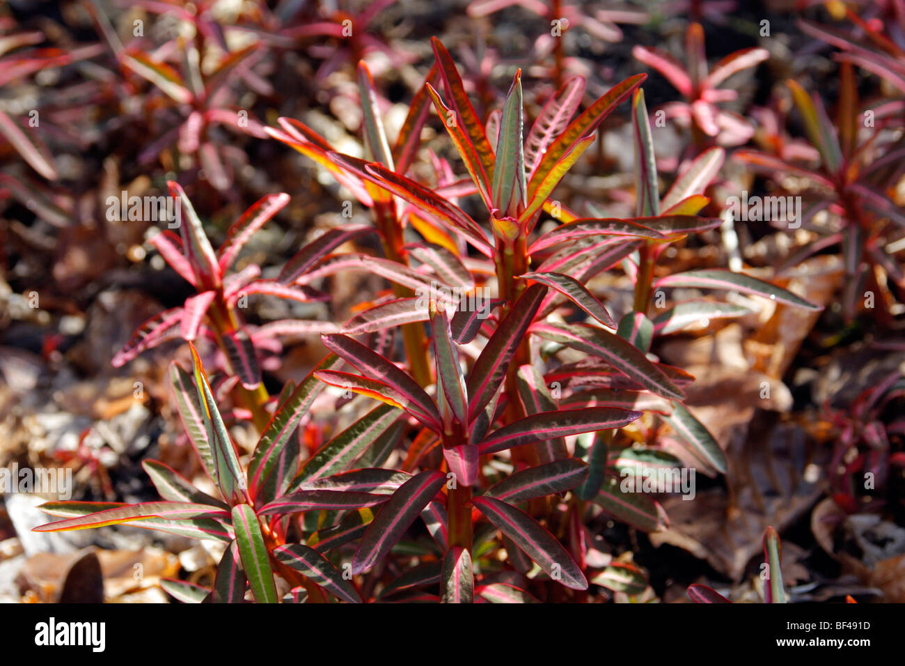 Euphorbia Sikkimensis AGM Mitte März Stockfoto