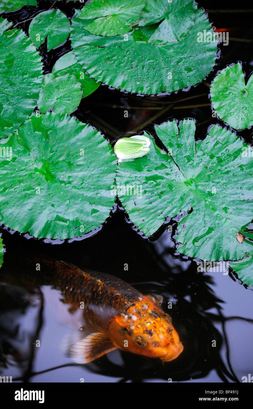 Farbe Orange farbige Koi-Karpfen in einem kleinen Teich Seerosen Blätter Gartengestaltung Funktion Wasser Stockfoto