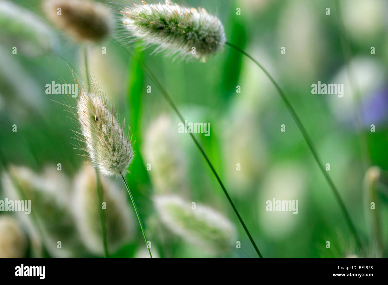Lagurus Ovatus Hasen tail Rasen Garten ausdauernde Gräser architektonische Pflanze  Pflanzen Stockfotografie - Alamy