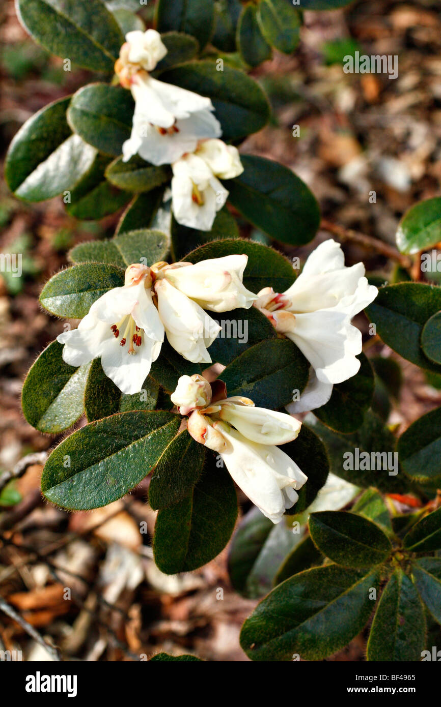 Rhododendron ciliatum Stockfoto