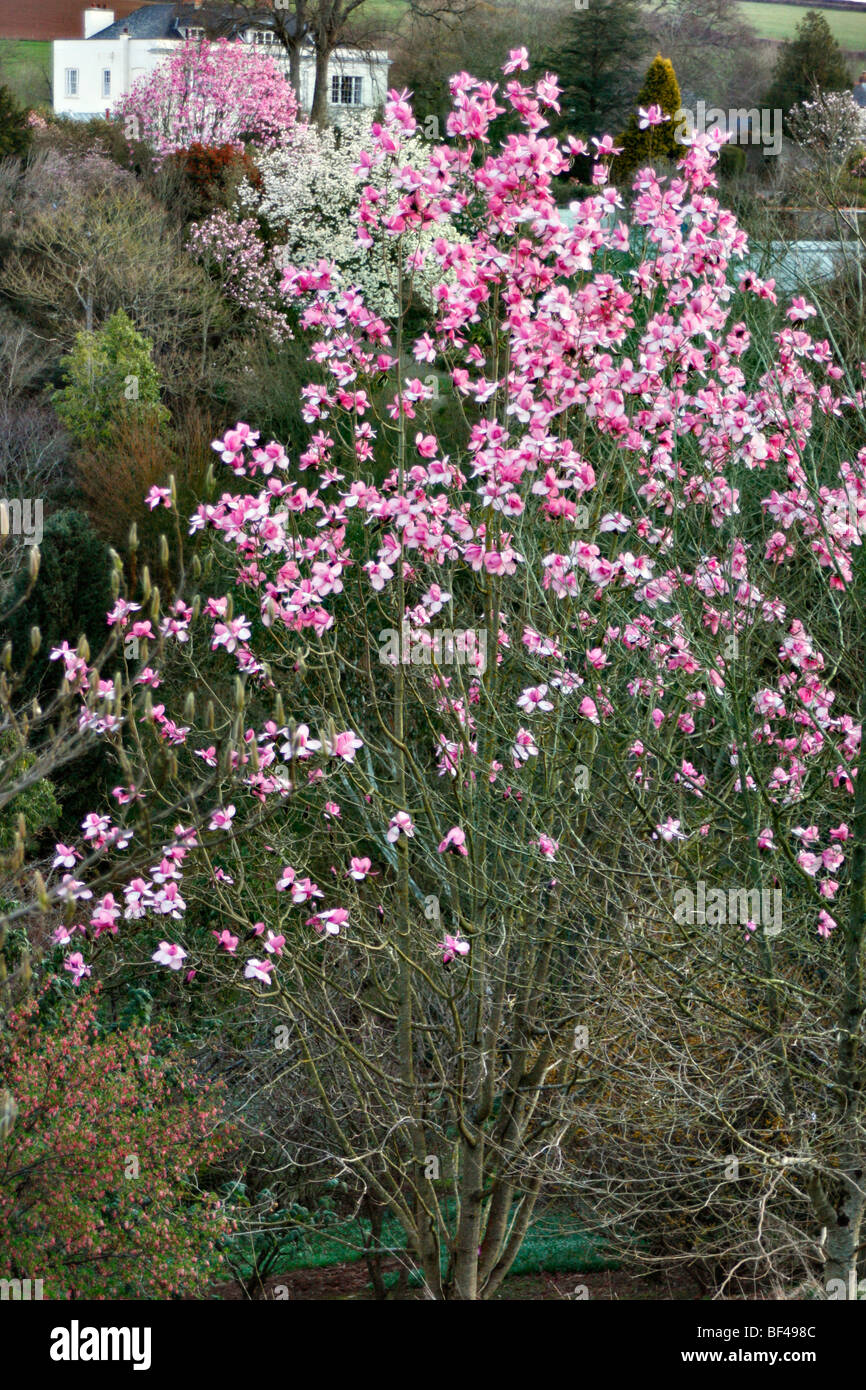 Magnolia Campbellii "Kew Überraschung" an Marwood Hill Gardens, North Devon Stockfoto