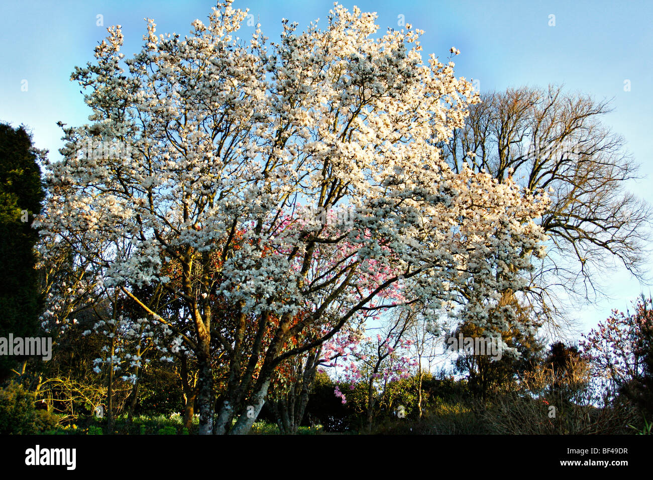 Magnolia Sargentiana Var Robusta Alba Marwood Hill Garden Stockfoto