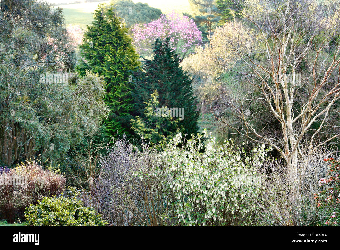 Ribes Sanguineum 'White Icicle' AGM Marwood Hill Gardens, North Devon Stockfoto