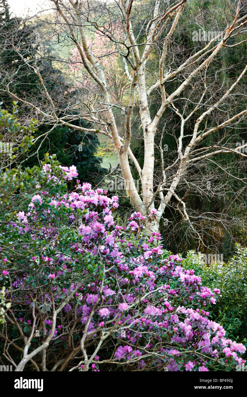 Rhododendron 'Peter John Mezitt' AGM Marwood Hill Gardens, Nord-Devon Stockfoto