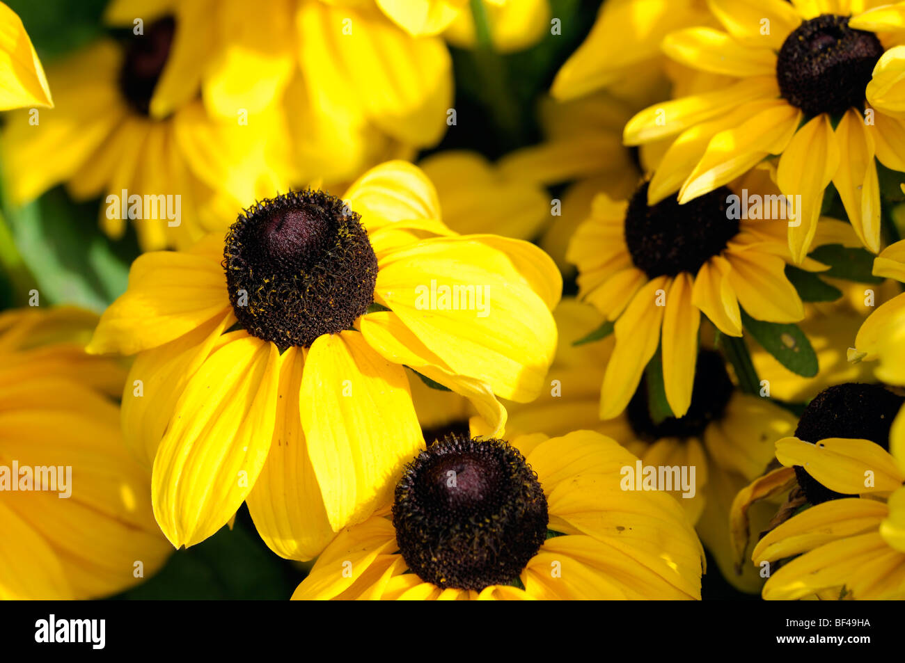 Rudbeckia Hirta "Toto Zitrone" BlackEyed Susan gold gelb Blume Blüte