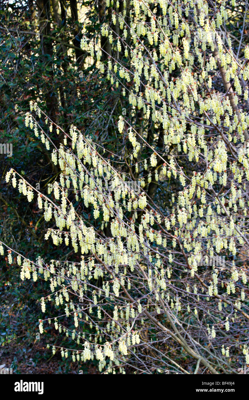 Corylopsis Sinensis Var Sinensis Marwood Hill Gardens, North Devon Stockfoto