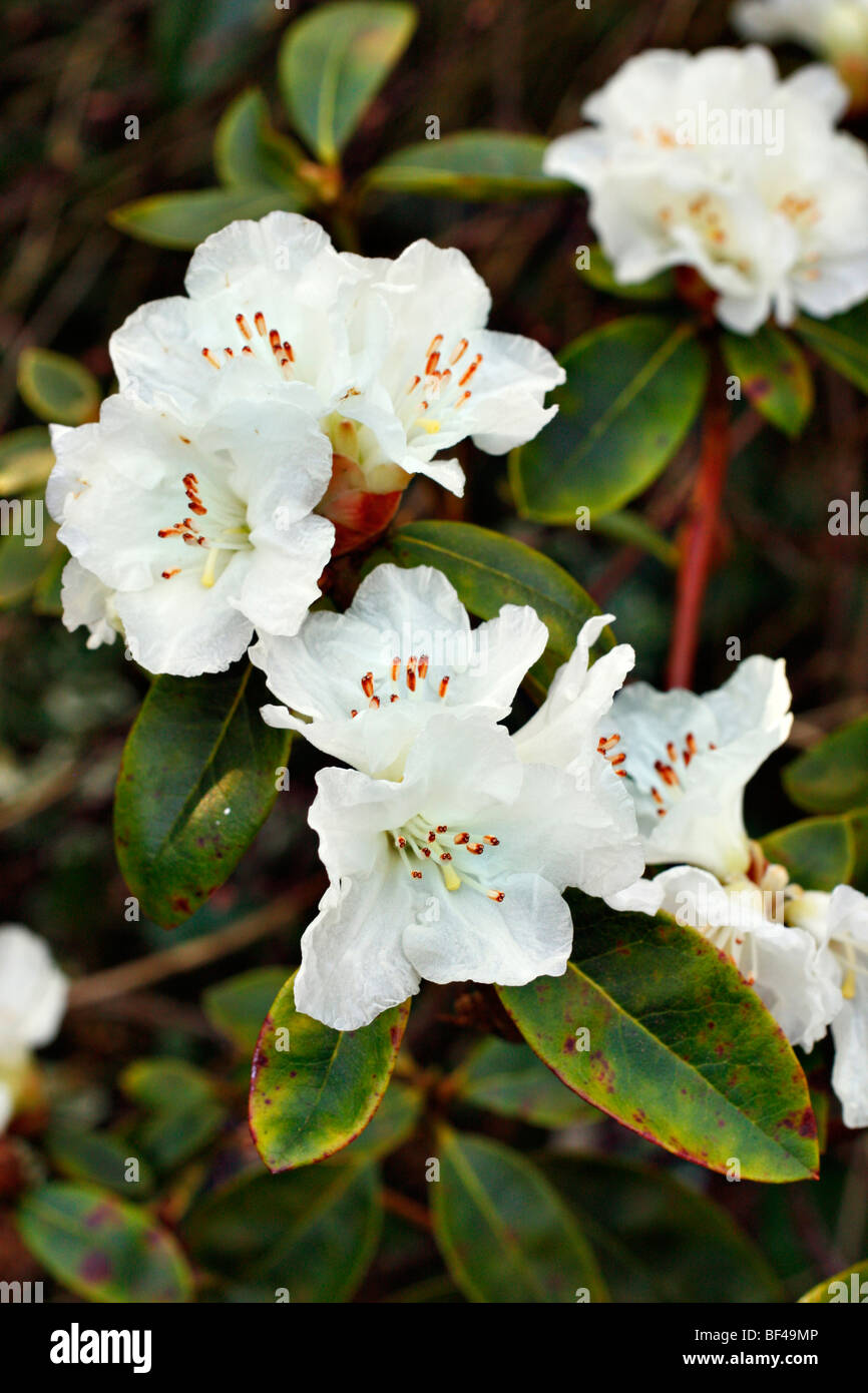 Rhododendron "Eider" Stockfoto