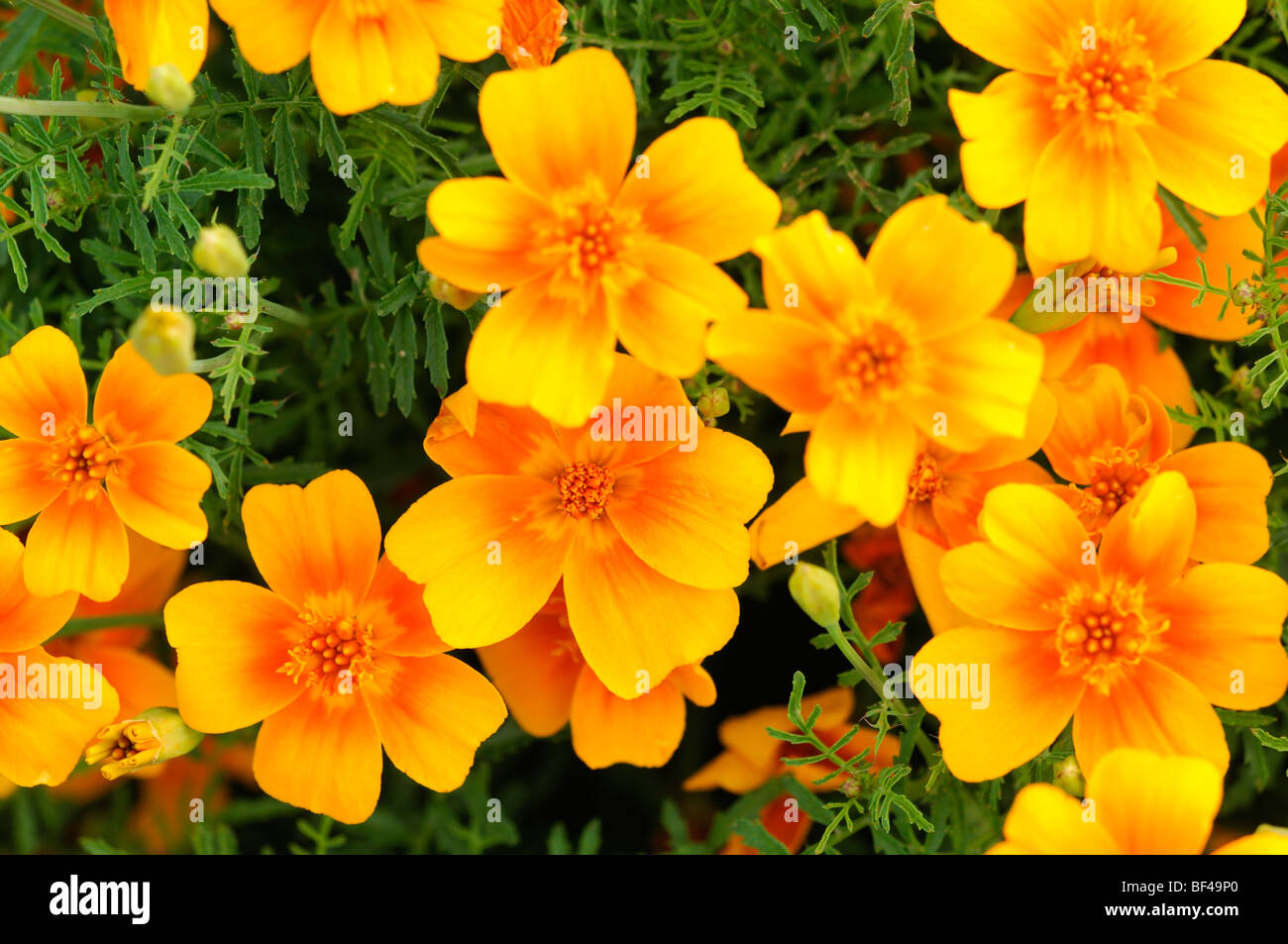 Tagetes Tenuifolia "Tangerine Gem" Signata Pumila Signet französische Ringelblume orange Blume Blüte Blüte einjährige Pflanze Stockfoto