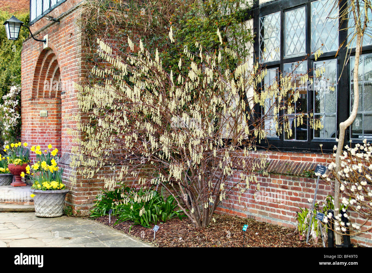 Stacyurus Sinensis im RHS Wisley Garden, Surrey, UK Stockfoto