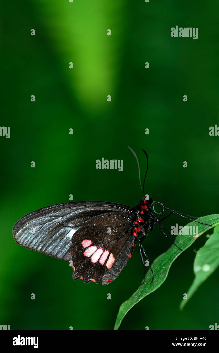 Transandean Cattleheart (Parides Iphidamas) tropischer Schmetterling ruht auf einem grünen Blatt Seite Ansicht Profil schwarz rot Stockfoto